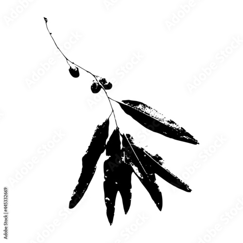 Imprint of  osier leaves. Leaves and tree branches set. Black prints of natural leaves. Suitable for botanical design, print, postcard, pattern. Vector illustration.