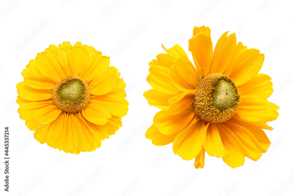 Obraz premium 白背景のルドベキアの花首