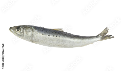 Fresh sardine fish isolated on white