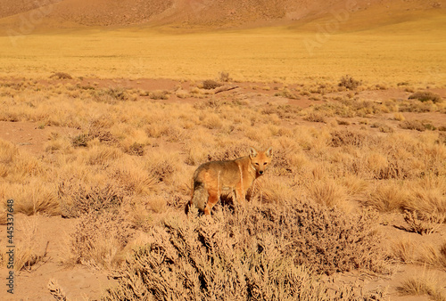 An Andean Fox Gracing in the Foothill of Atacama Desert, the Los Flamencos National Reserve, Northern Part of Chile, South America photo
