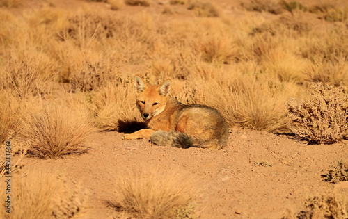 A Friendly Andean Fox Sunbathing in the Field of Atacama Desert, Altiplano of Northern Chile, South America photo