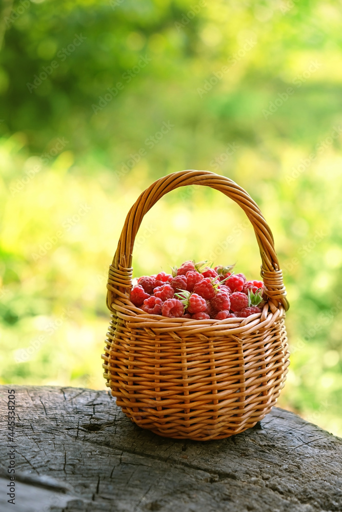 Red wild raspberries in basket. Fresh ripe wild berries harvest in summer forest. Healthy and vitamin seasonal food. Summer berry harvest.