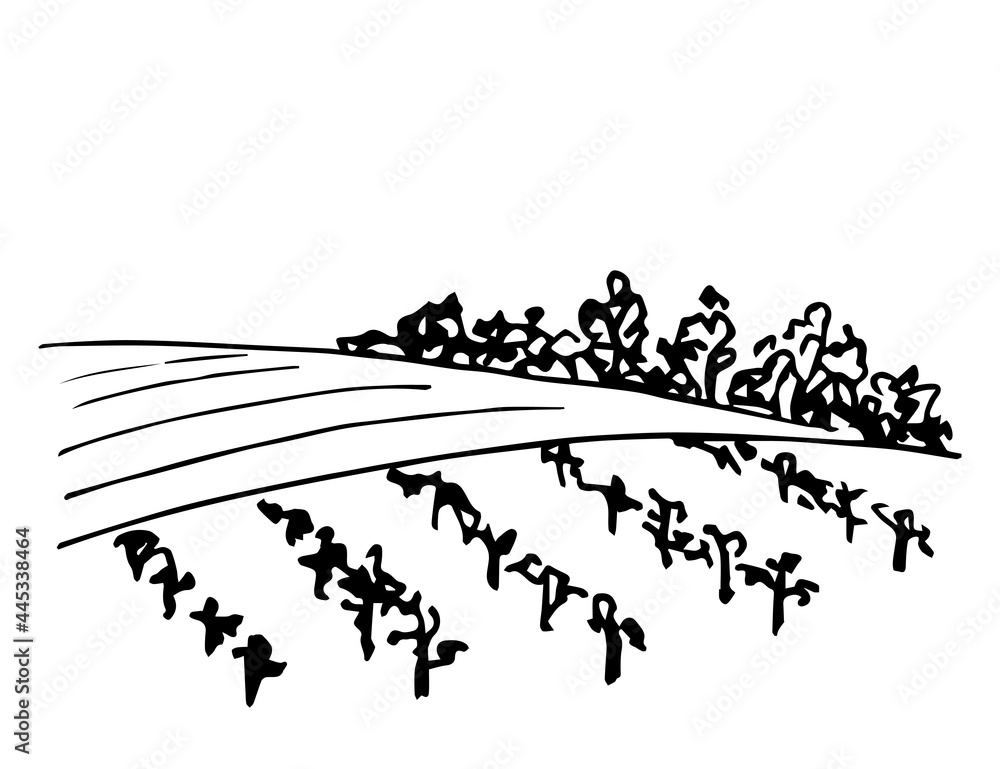 Hand drawn ink vector simple drawing. Vineyard landscape, rows of grape bushes, fruit trees. Engraving style, label printing, wine list, countryside, farming.