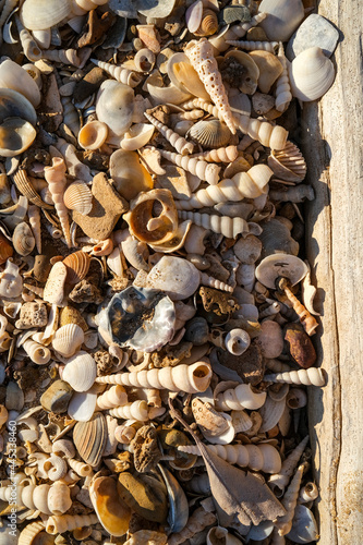 Sea shells at the beach