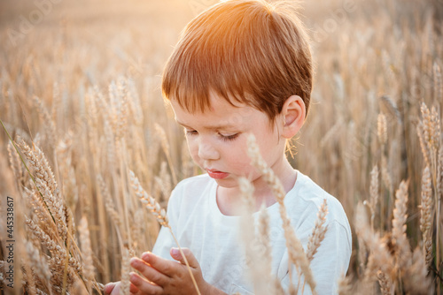 Little boy in the yellow wheat field at sunset summer landscape, summer agricultural background with ripe wheat spikes