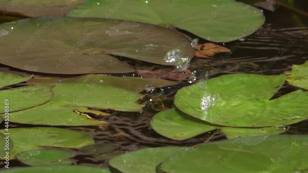 A bullfrog sitting in the sunshine on a green lily pad jumps in slow motion into the pond water with a splash. A bullfrog sitting in the sunshine on a green lily pad jumps in slow motion into the pond water with a splash.