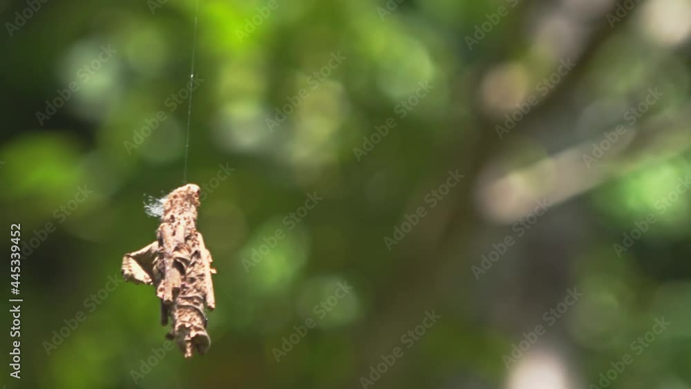 A worm laboriously climbs up its silk thread. It made it another three meters to a branch. Filmed in Kaeng Krachan National Park, Thailand. A worm laboriously climbs up its silk thread. It made it another three meters to a branch. Filmed in Kaeng Krachan National Park, Thailand.