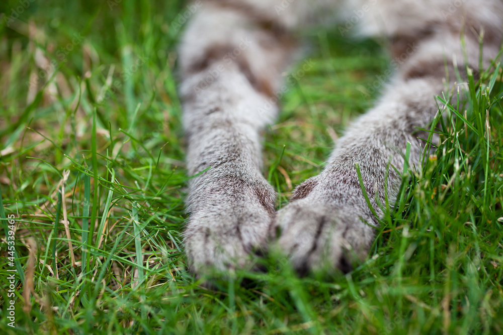 Grey and white cat paws lying on grass; close-up; fragment.