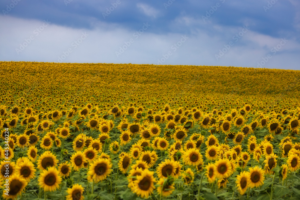 Fototapeta premium landscape with an agricultural field of sunflower on a summer day