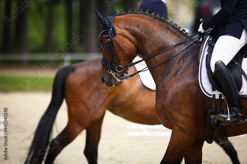Dressage horse in head portrait with rider in a dressage test in a tournament, second horse out of focus in the background..