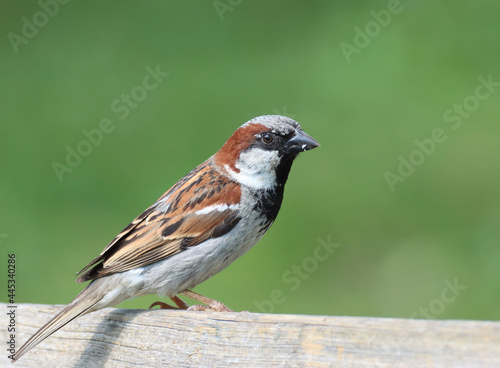 house sparrow 
