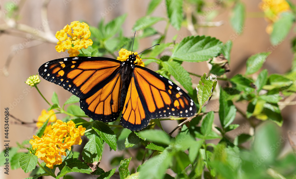 Monarch Butterfly on Yellow Lantana Monarch Butterfly on Yellow Lantana