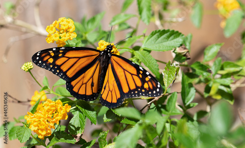 Monarch Butterfly on Yellow Lantana © V