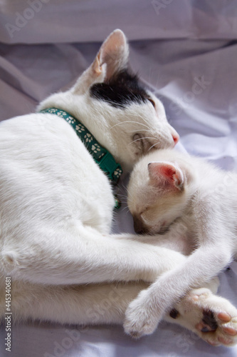 cat and puppy