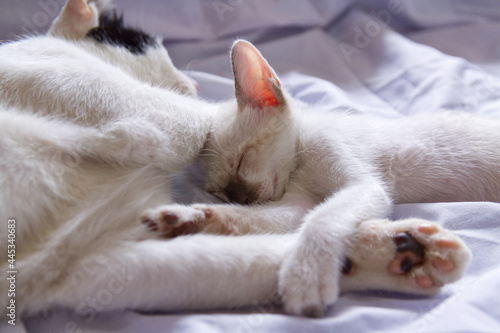 Fototapeta Naklejka Na Ścianę i Meble -  cat sleeping on the bed