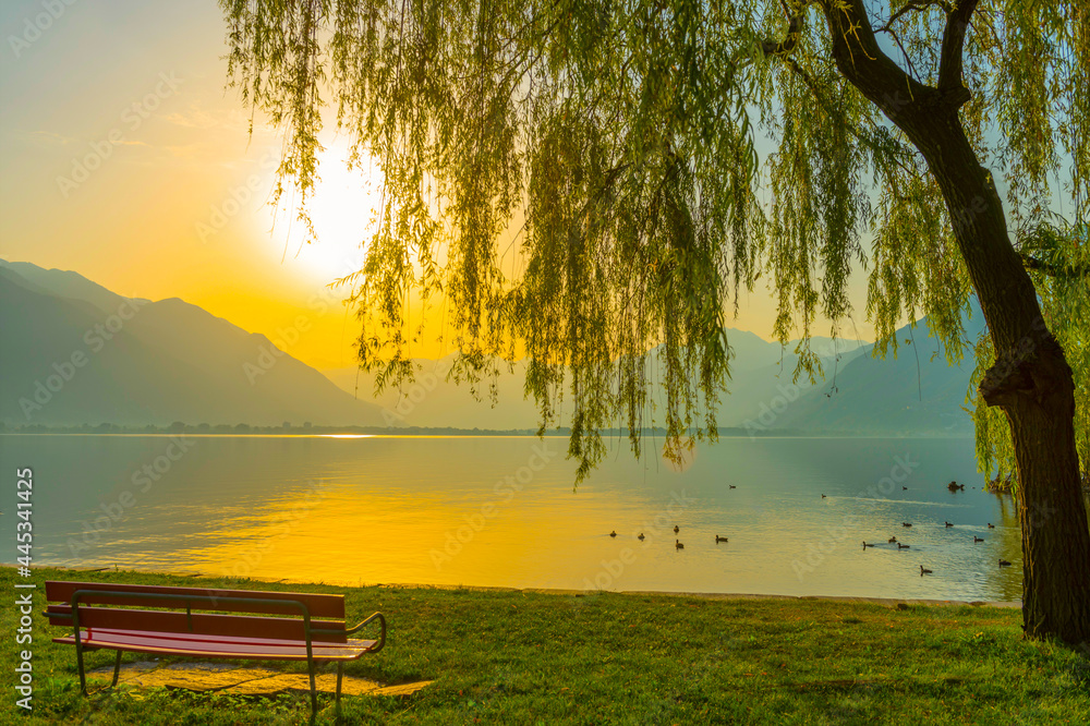 Bench and a Weeping Tree on Alpine Lake Maggiore with Mountain At Sunset in Locarno, Ticino in Switzerland.