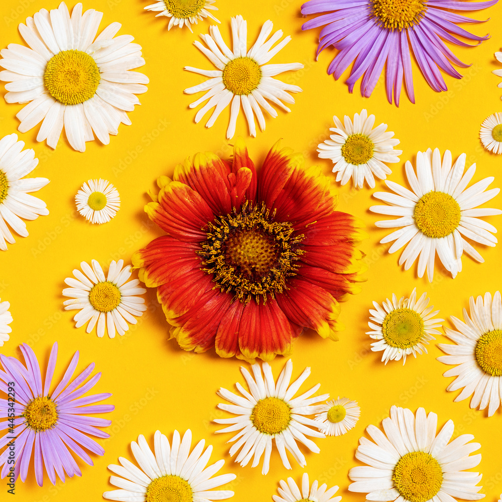 Bright background with white, red and blue chamomiles. Daisy on yellow background. Flat lay Bright background with white, red and blue chamomiles. Daisy on yellow background. Flat lay