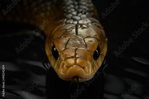 Drymarchon on the dark background. snake art  close-up  Macro