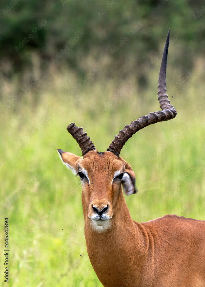 Naklejka premium Impala, Aepyceros melampus, or Unicorn in Tarangire National Park of Tanzania