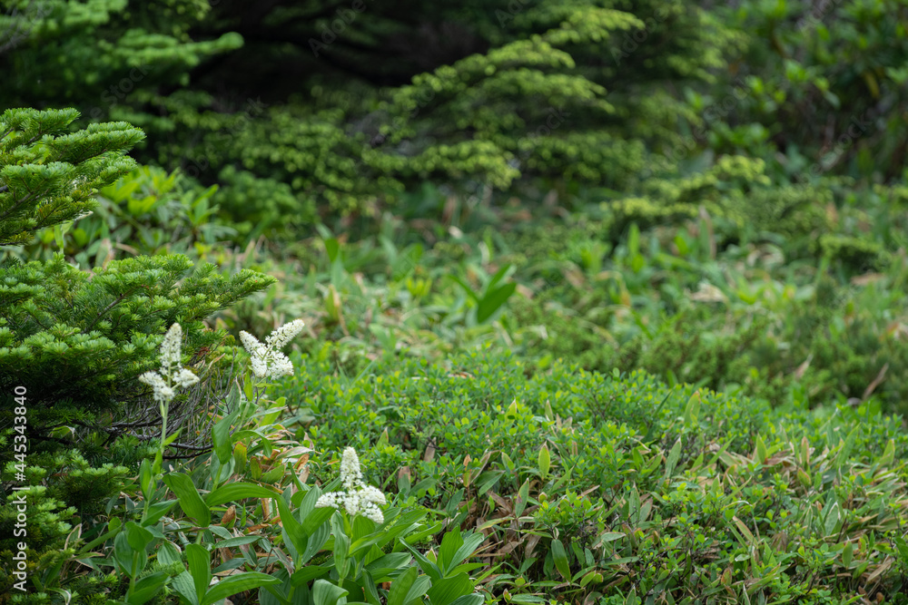 高山植物 コバイケイソウ 高山植物 コバイケイソウ