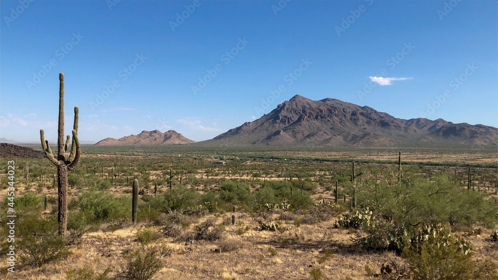 Saguaros and mountains in the desert Saguaros and mountains in the desert