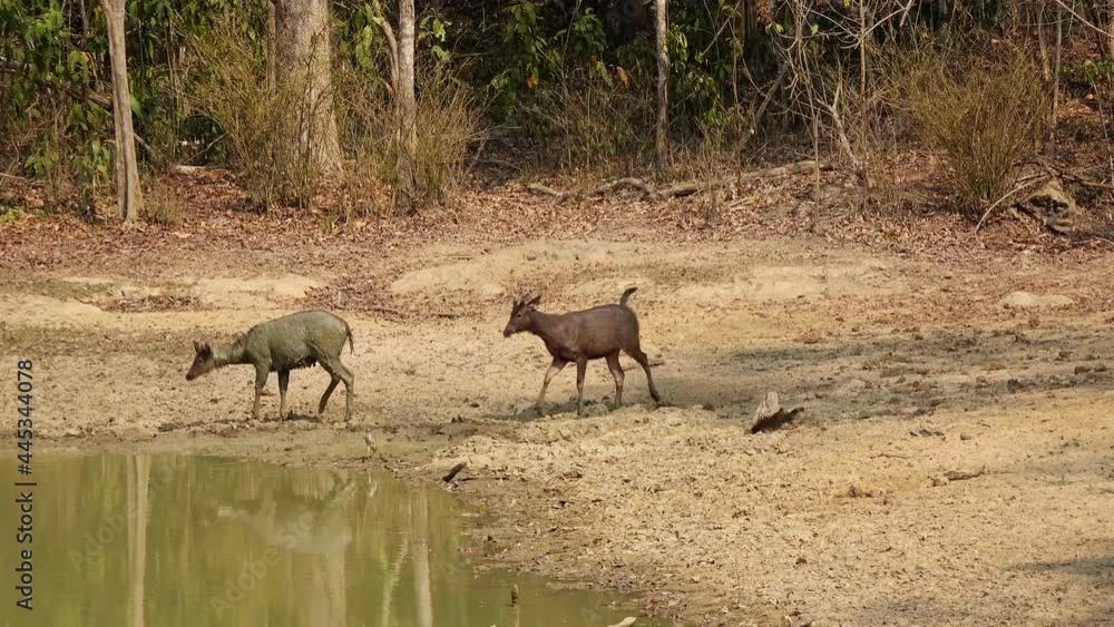 A pair of Sambar Deer (Rusa unicolor) take a mud bath (1/2). Filmed in Kaeng Krachan National Park, Thailand. A pair of Sambar Deer (Rusa unicolor) take a mud bath (1/2). Filmed in Kaeng Krachan National Park, Thailand.