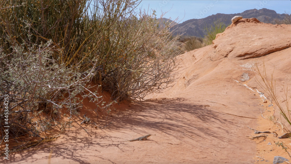 sand dunes in the desert with a lizard