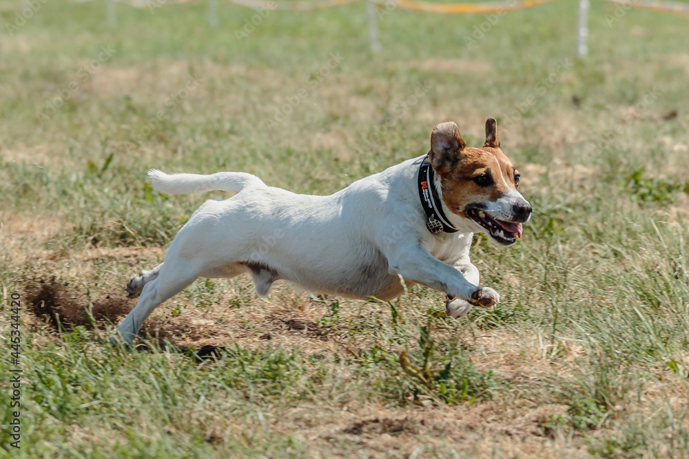 jack russell terrier running lure coursing competition on field