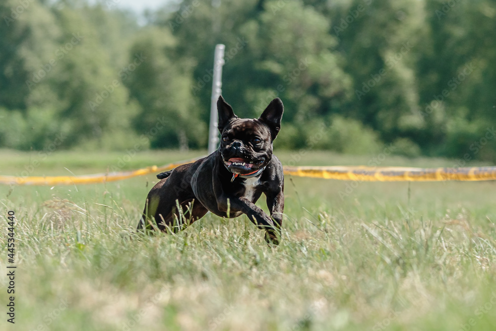french bulldog running lure coursing competition on field