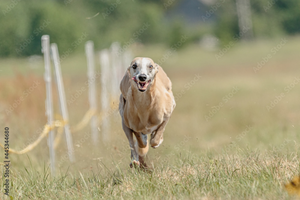 Whippet racing straight sprint on field