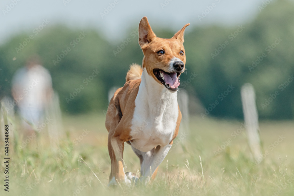 Basenji dog running in green field on lure coursing competition Basenji dog running in green field on lure coursing competition