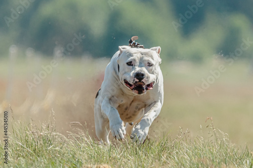 Staffordshire Bull Terrier running straight at the camera