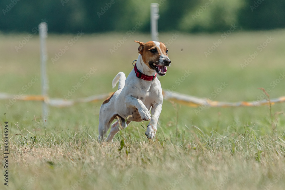 jack russell terrier running lure coursing competition on field jack russell terrier running lure coursing competition on field