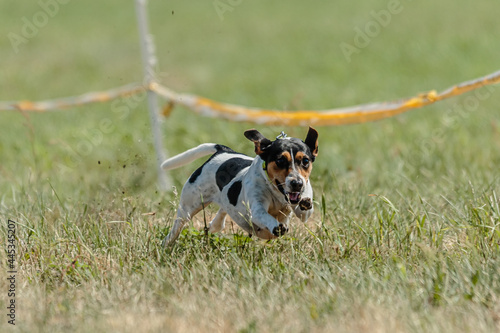 Fototapeta Naklejka Na Ścianę i Meble -  jack russell terrier running lure coursing competition on field
