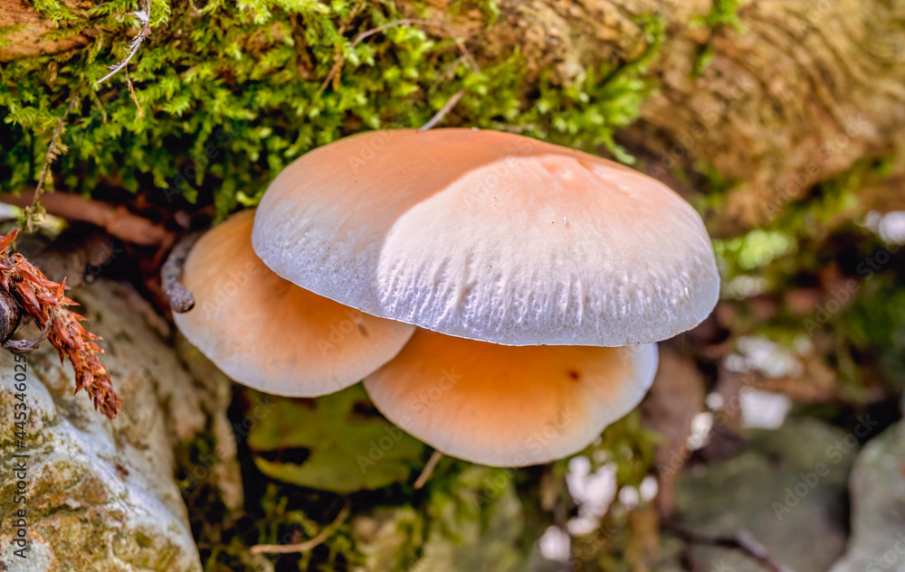 A bunch of mushrooms on a tree trunk covered with lush green moss among the stones. Concept of adaptation to harsh surroundings of nature in mountains. Selective focus, blurred background. A bunch of mushrooms on a tree trunk covered with lush green moss among the stones. Concept of adaptation to harsh surroundings of nature in mountains. Selective focus, blurred background.