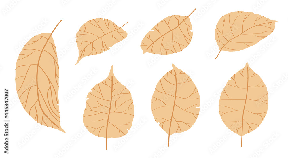 Obraz premium doodle apple tree leaves isolated on white background. Autumn fallen leaves of apple tree. Harvesting. Vector