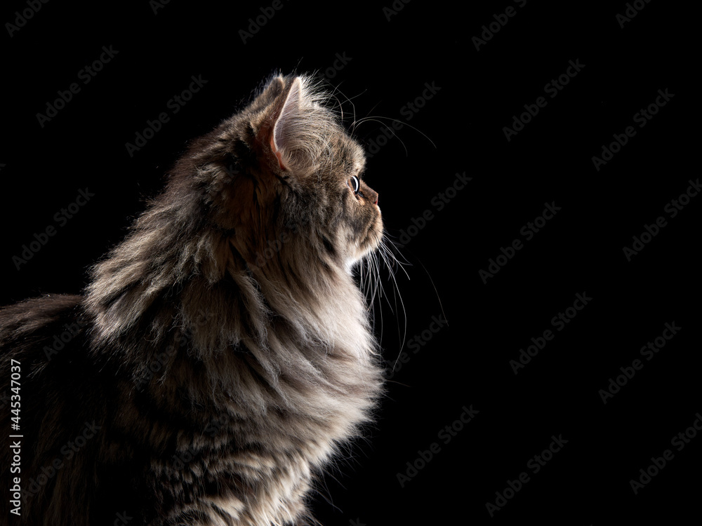 Scottish tabby cat on black background. Pet Portrait in the studio. 