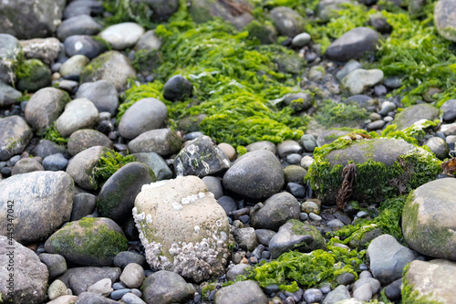moss and algea growing in stones along the puget sound © Taya