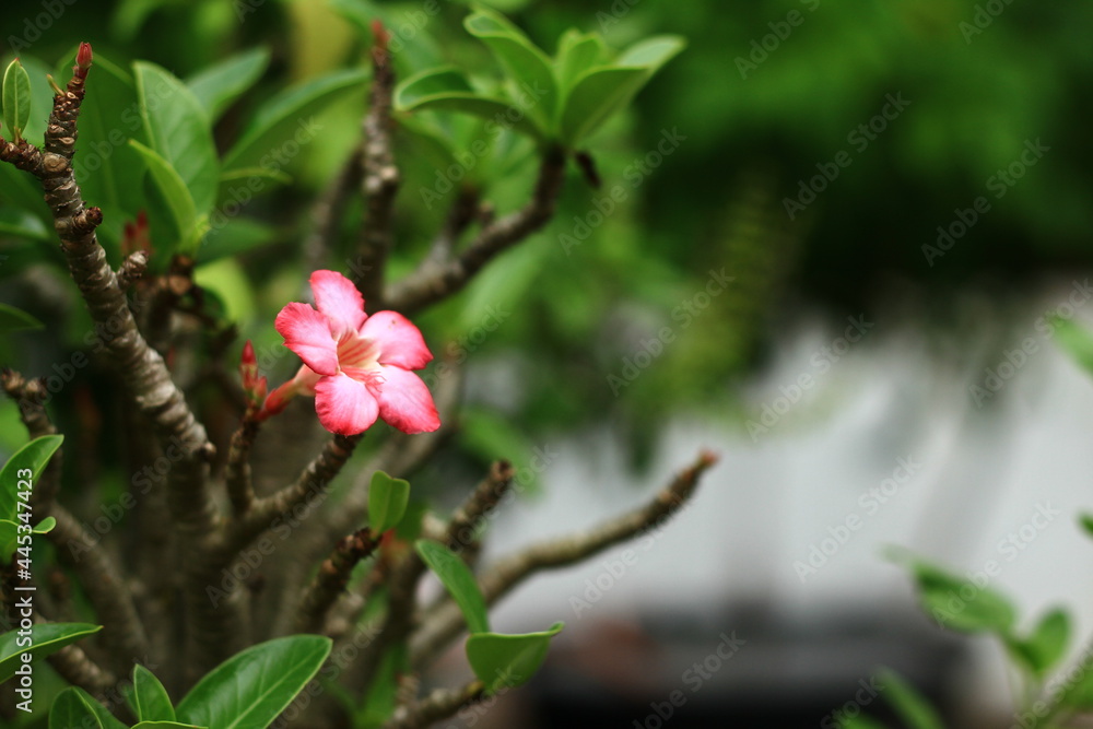 Close up a Azalea flowers Pink color flowers on the background. Close up a Azalea flowers Pink color flowers on the background.