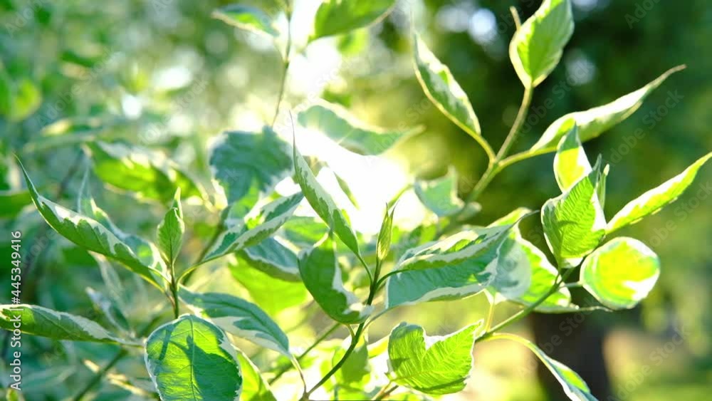 Sun rays emerging though the green tree branches. Magical spring forest with warm sunbeams illuminating