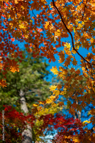 autumn leaves on the tree fall season