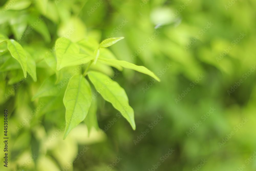 The Nature view of Green Leaf on blurred greenery background in park with put copy space area for text using as background natural green The Nature view of Green Leaf on blurred greenery background in park with put copy space area for text using as background natural green