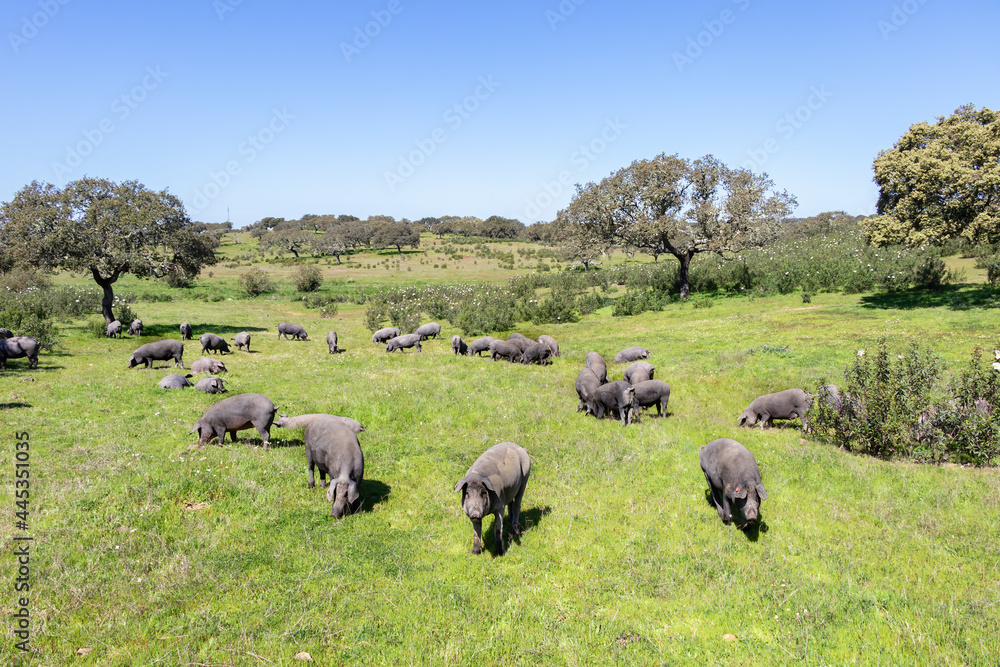 Obraz premium Iberian pigs grazing in the Huelva countryside. Pigs in the pasture with holm oaks in Andalusia, Spain