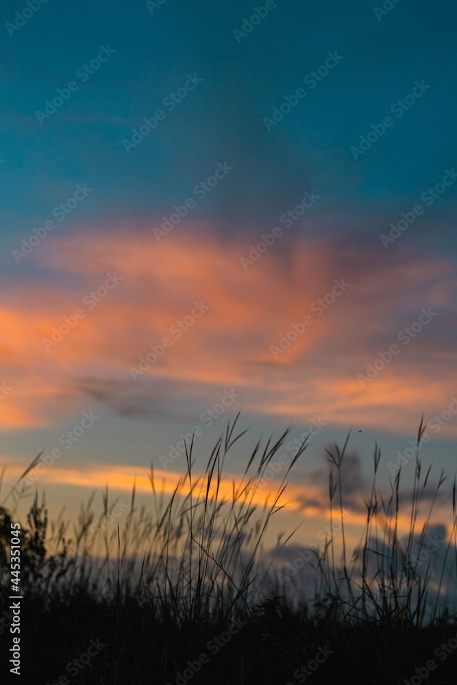 sunset in the field