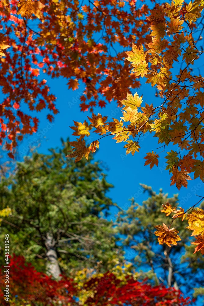 autumn leaves in the sky fall season