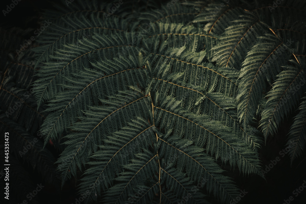Fototapeta premium Large green palm leaves hang down.