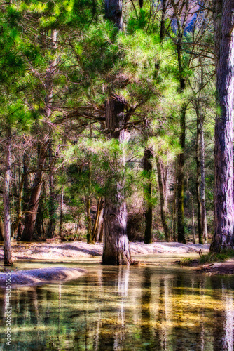 Bosque y rio
