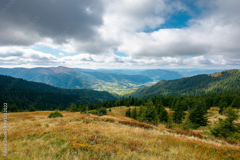 mountain landscape in dramatic weather. beautiful carpathian countryside in autumn. coniferous trees on colorful grassy meadows in dappled light. rural valley in the distance. cloudsy on the sky