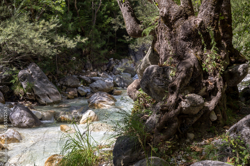 Fototapeta premium A huge sycamore tree and mountain, cold, fast river close-up