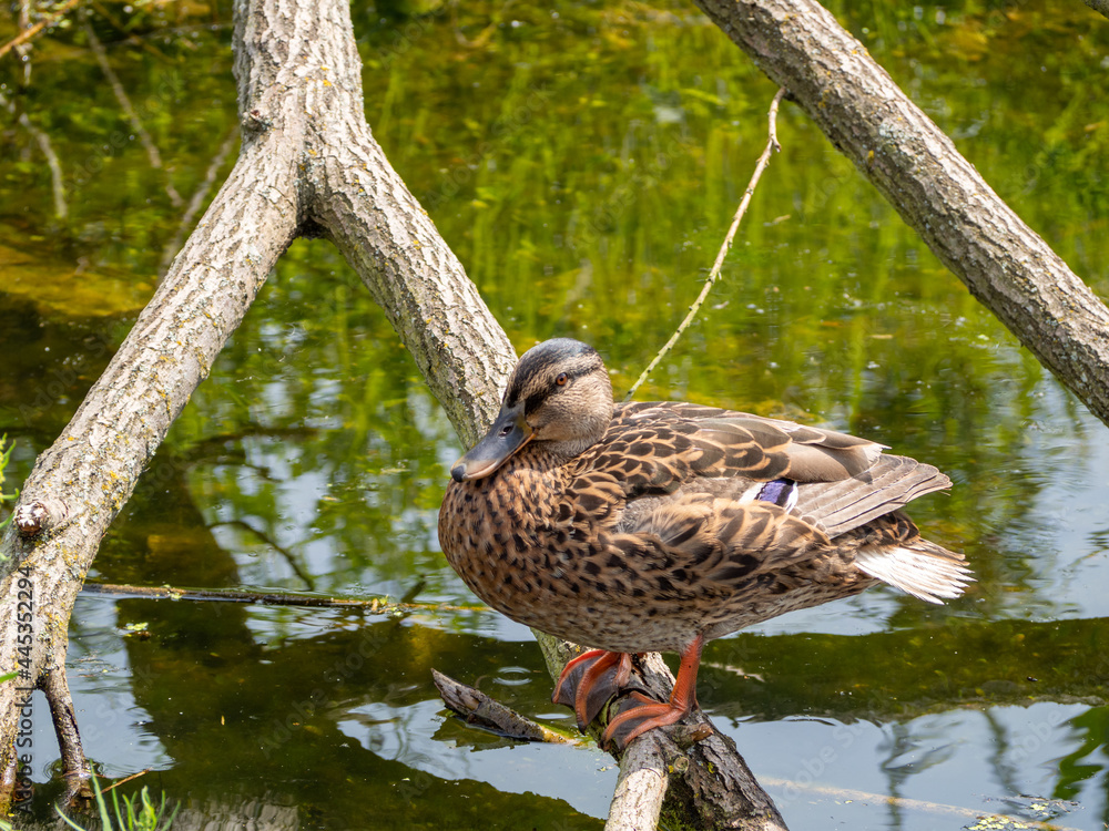Fototapeta premium A wild duck sits on a snag in a pond. Close up.